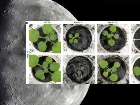 Por primera vez: Cultivan en tierra de Luna