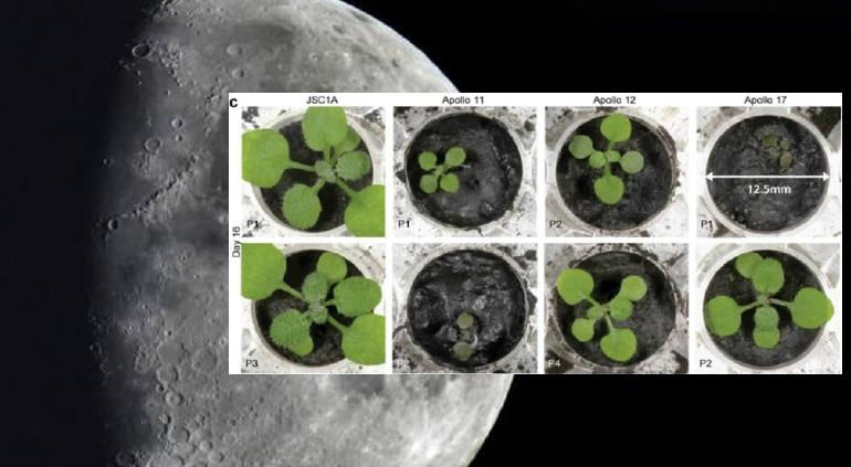 Por primera vez: Cultivan en tierra de Luna
