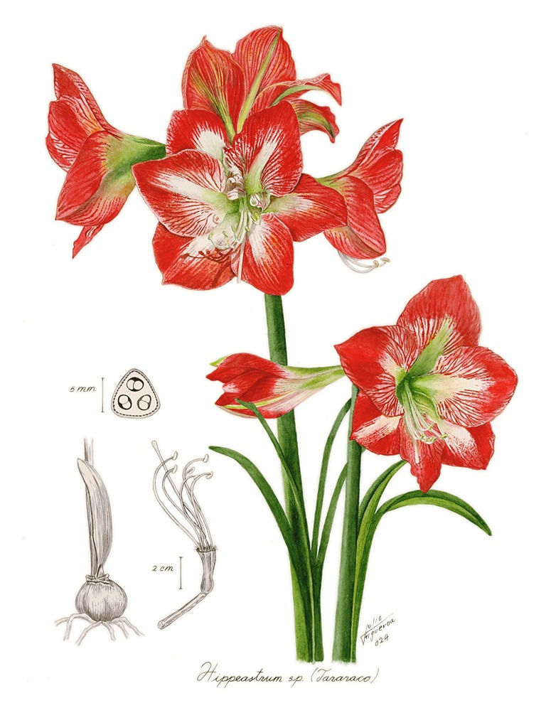 Hippeastrum sp. Tararaco Web