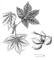 Sterculiaceae Sterculia apetala (Jarq. )