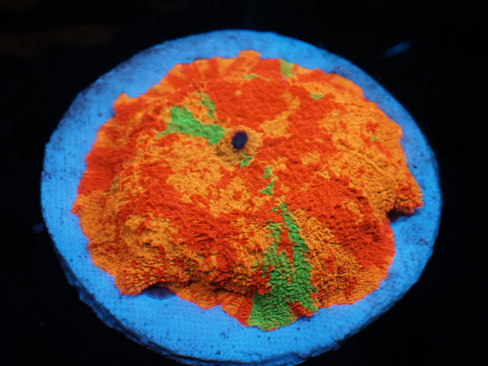 Momma tye dye mushroom coral