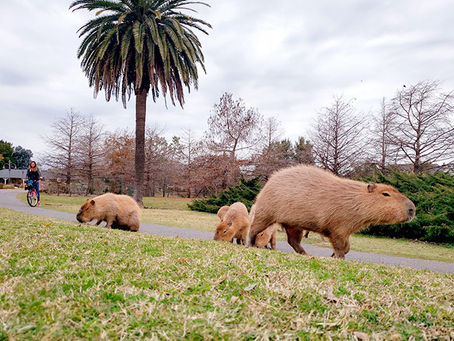 „Carpinchos” im Nordelta