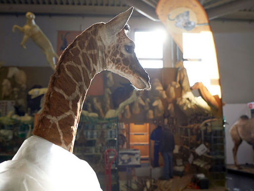 „Weder ethisch vertretbar noch nachhaltig“