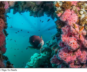 FFF 1979: Rigs to Reefs – How Offshore Oil Platforms Became Thriving Marine Habitats