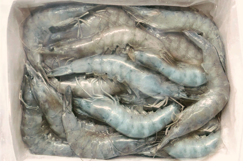 Thumbnail: Live Frozen Prawn HOSO - Large 活冷冻大虾