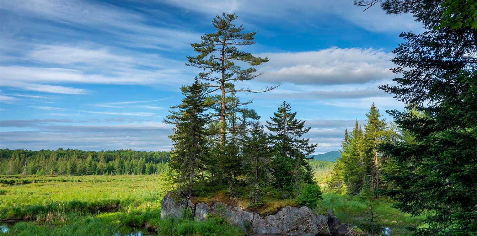 White Pine
