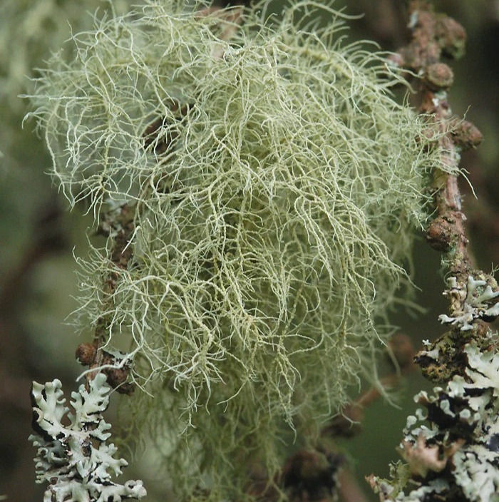 Thumbnail: Usnea Salve (2 oz)