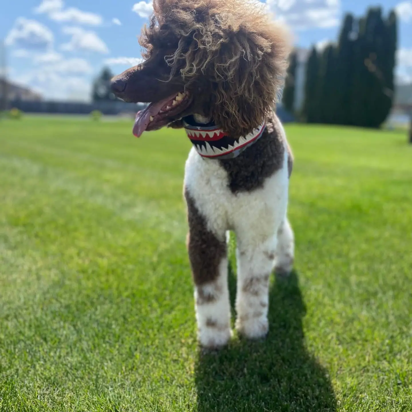 Poodle Studs of Washington standard poodle stud