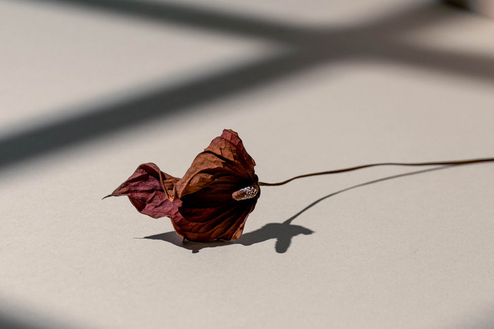 Still life photography. Dried flower with window light and shadows