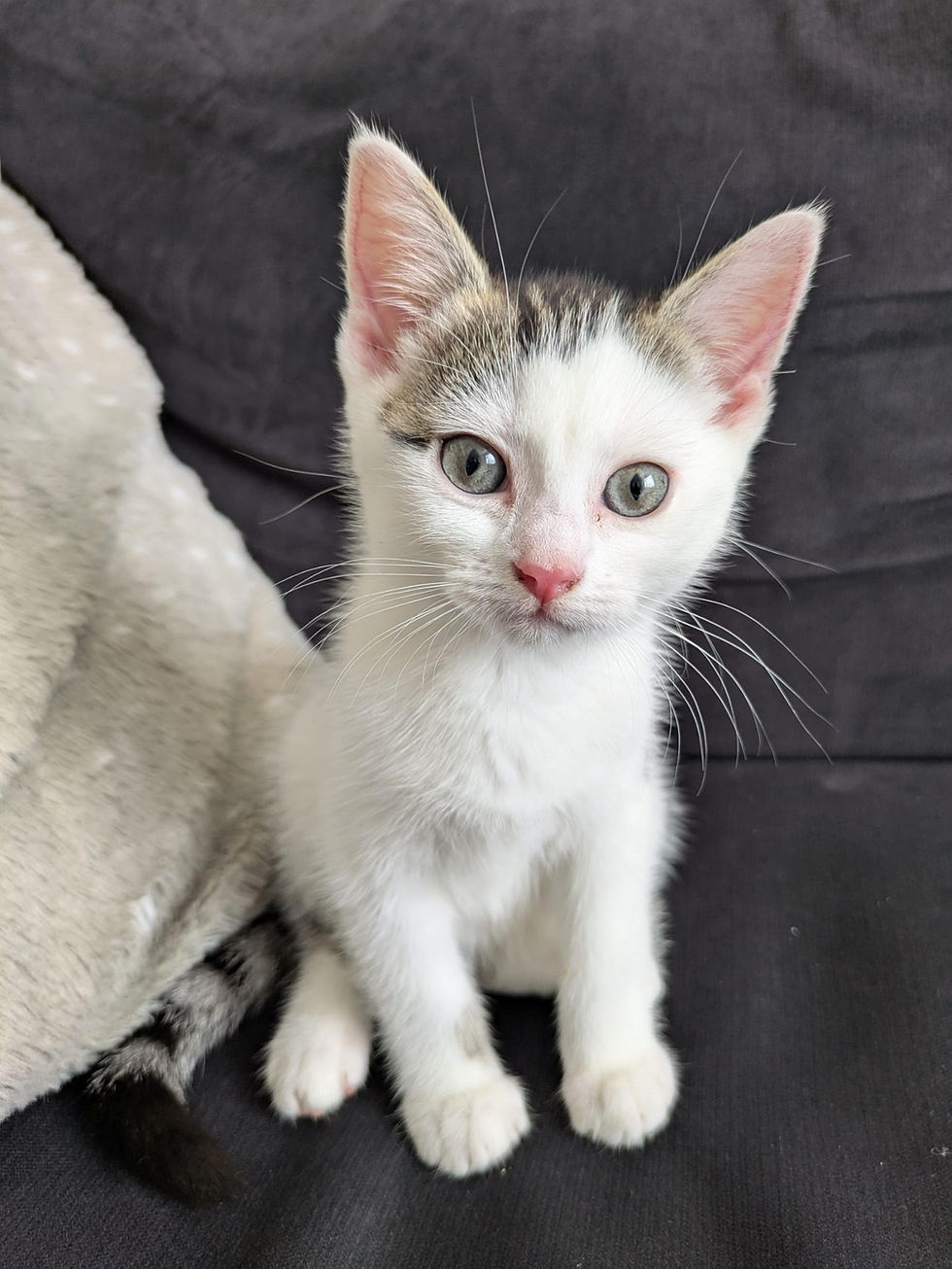 Birmingham cat rescue and rehoming charity