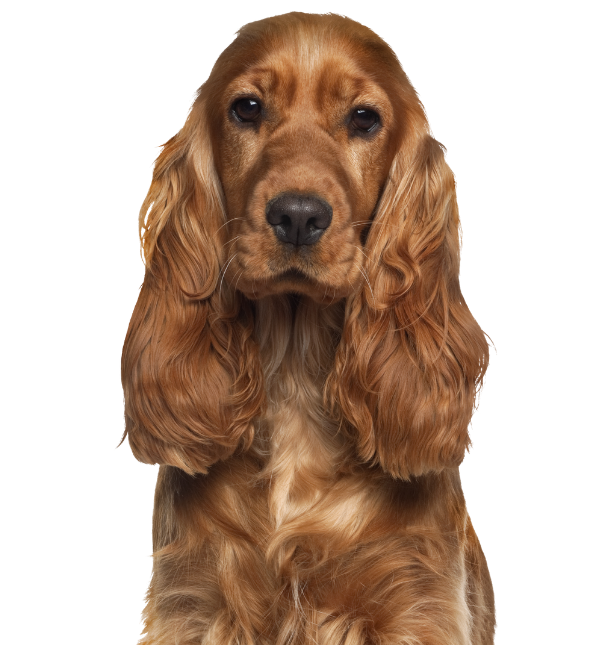A friendly dog looking happily at the camera, representing expert dog walking and in-home