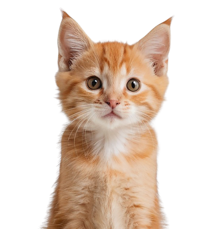 A relaxed cat resting comfortably at home, highlighting professional cat sitting and drop-