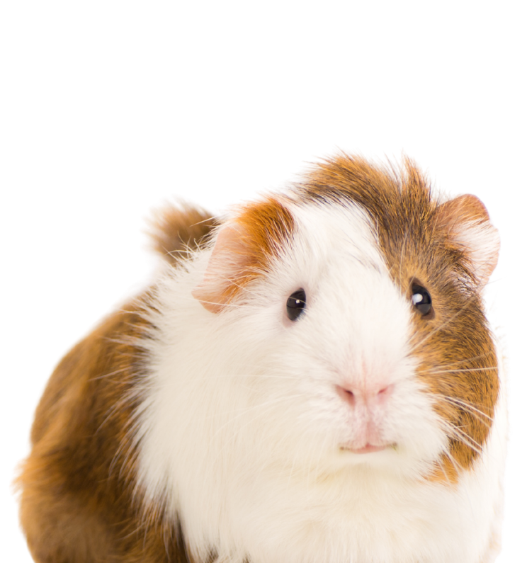 A cute, well-cared-for guinea pig, showcasing bespoke small animal care by Molly's Happy T
