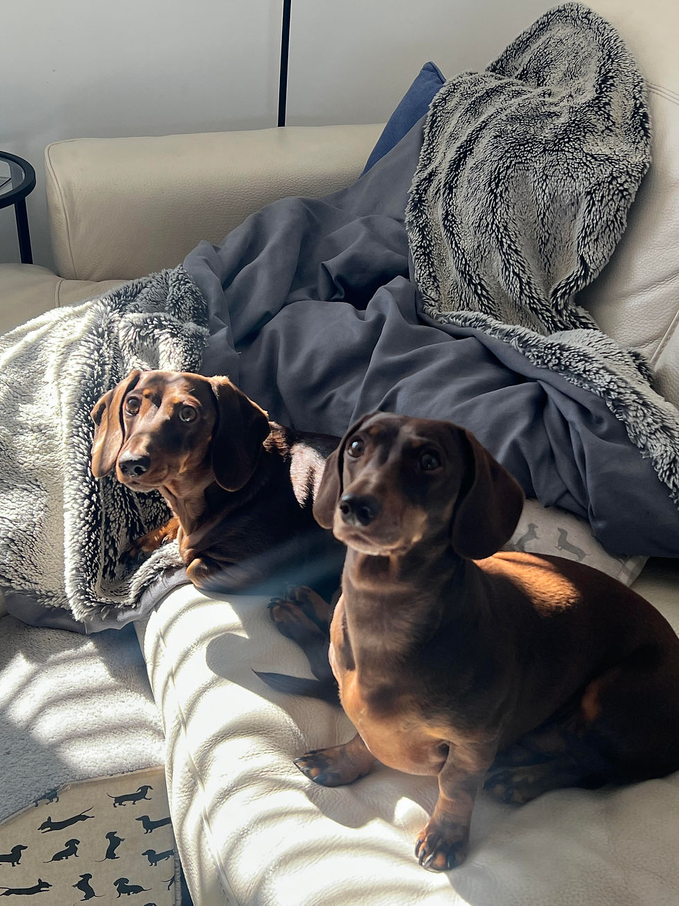 Alternative to kennels Dog Home Care with Molly's Happy Tails