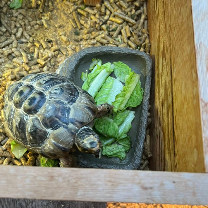 A well-cared-for tortoise eating fresh food in a clean enclosure, representing specialist