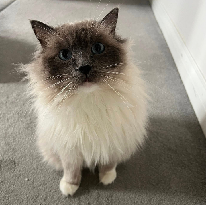 A beautiful cat receiving a gentle stroke from a pet sitter, highlighting dedicated in-hom