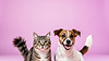 A happy dog and cat sitting together, representing Molly's Happy Tails pet sitting and dog