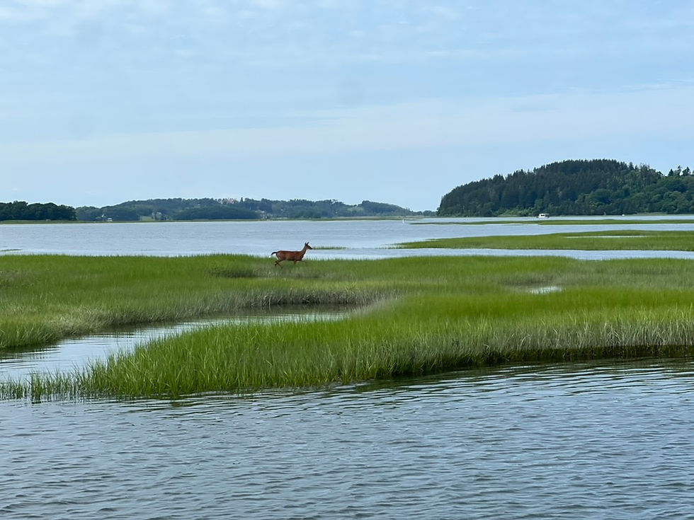 What Makes the Great Marsh So Special? Exploring Essex’s Coastal Ecosystem