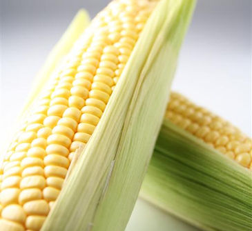Fresh Corn