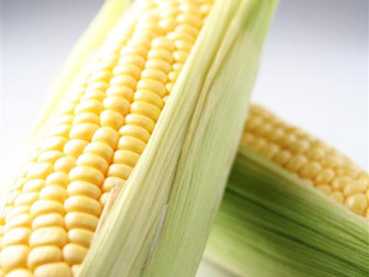 Brasil tem primeiro produto contra estresse hídrico do milho