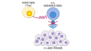 制御性T細胞の機能についての図
