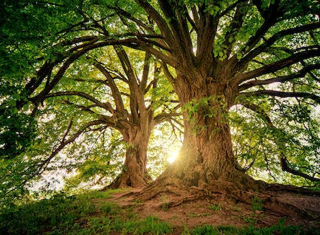 What Trees Are You Planting?