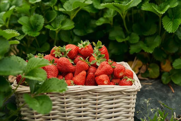 Fresas