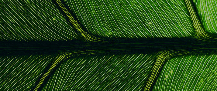 Green Leaf Close Up_edited_edited_edited_edited_edited.jpg