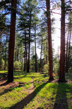 Gopher Trail