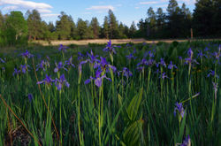 Wild Iris