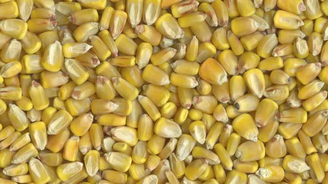 yellow_corn_big