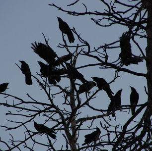 RPC Eco-Letter 10: Lent, Climate, and Abundance