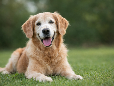 Enhancing Canine Longevity Through Proprioceptive Awareness and Innovative Technology