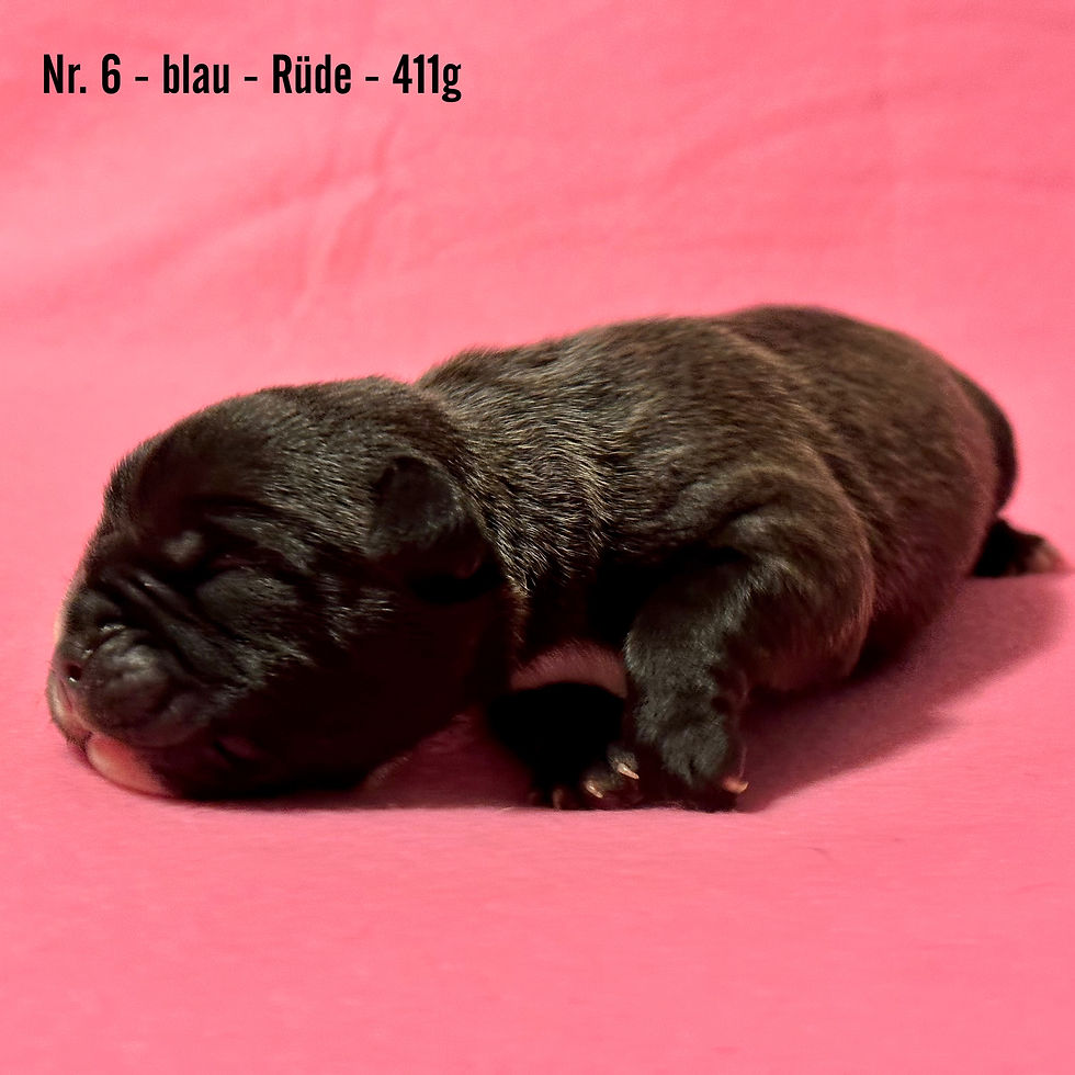 Nr. 6 blau