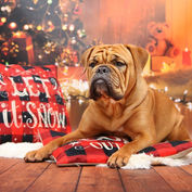 Amy Weihnachten.JPG