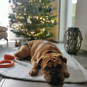 Angel Weihnachten.JPG