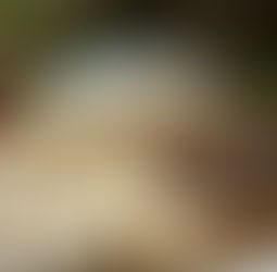 Sarah’s Festive Stollen