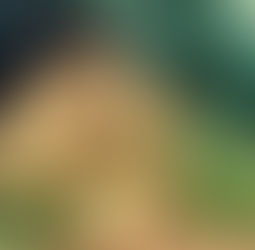 Parmesan & Thyme Crackers