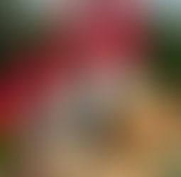 Santa’s Whiskers Shortbread Biscuits