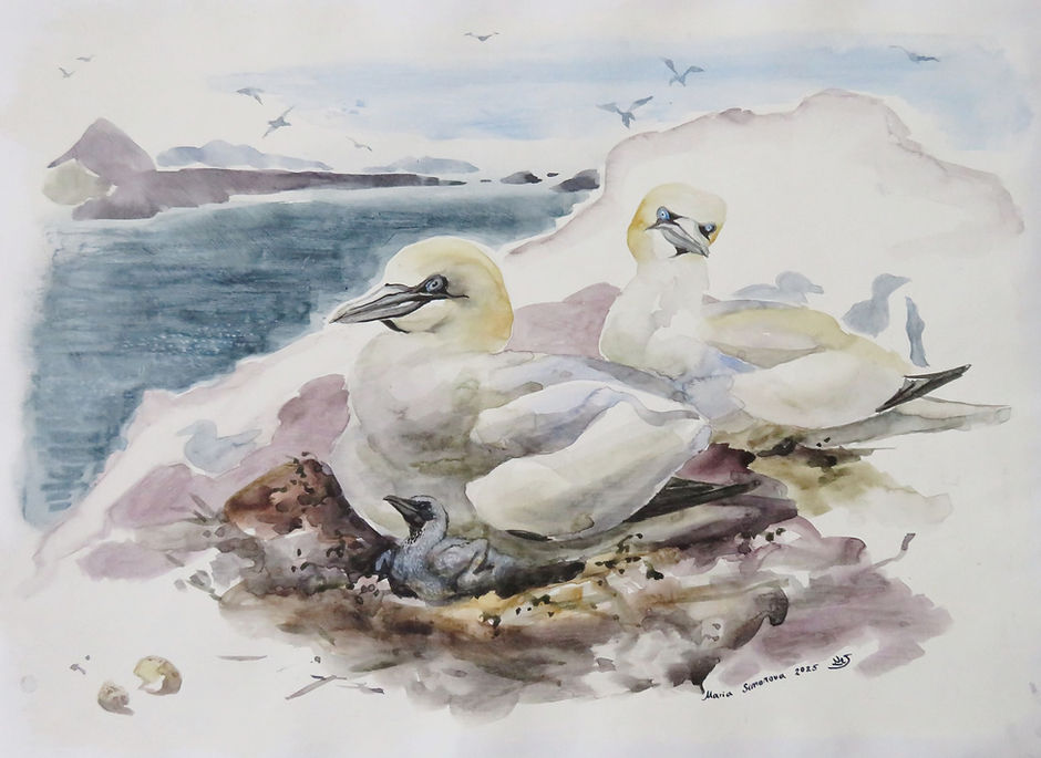 Maria-Simonova_Gannets_of_The_Bass_Rock_