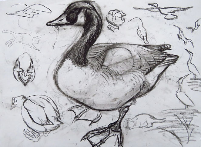 Simonova_Canada Goose sketch_ Charcoal, graphite pencil on paper.JPG
