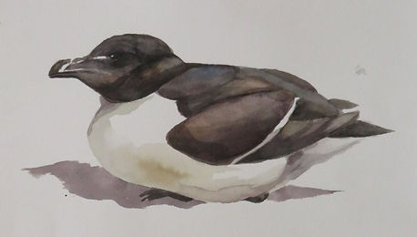 Maria-Simonova_Razorbill and Guillemot_ Studies_In_Watercolour (Detail).JPG
