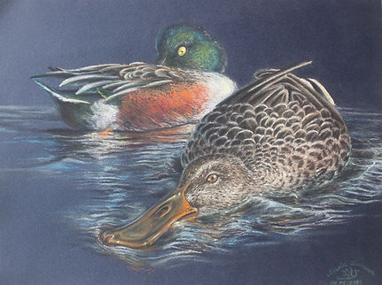 ''Under the Watchful Eye'' chalk pastel pencils on paper, A4(21cm by 30cm).JPG