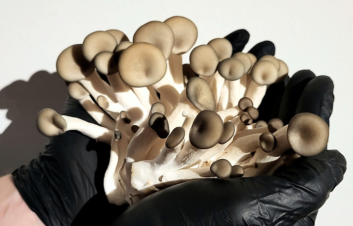 Untitled (1550 x 1080 px) (2).png