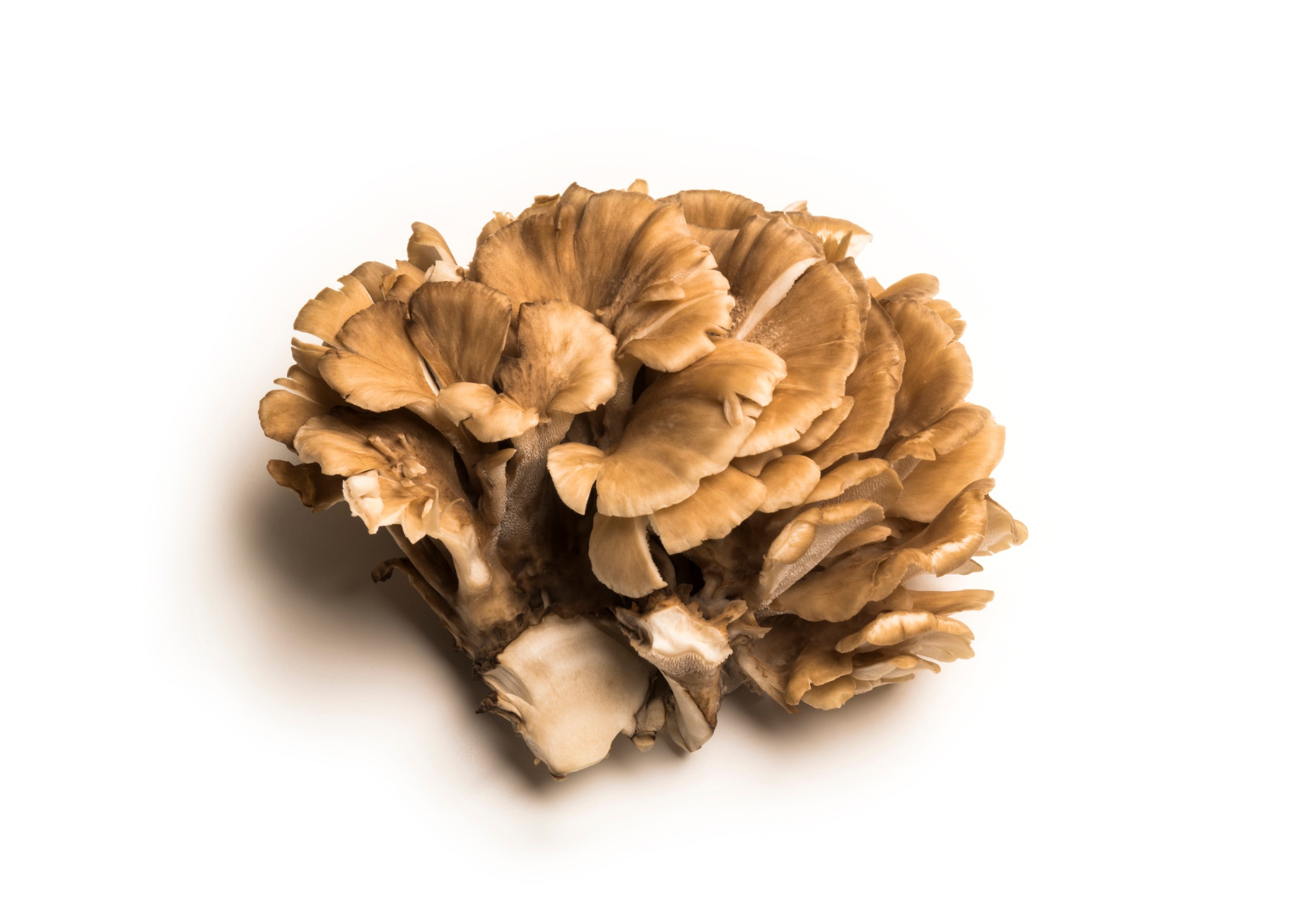 Maitake (Zec Gljiva)