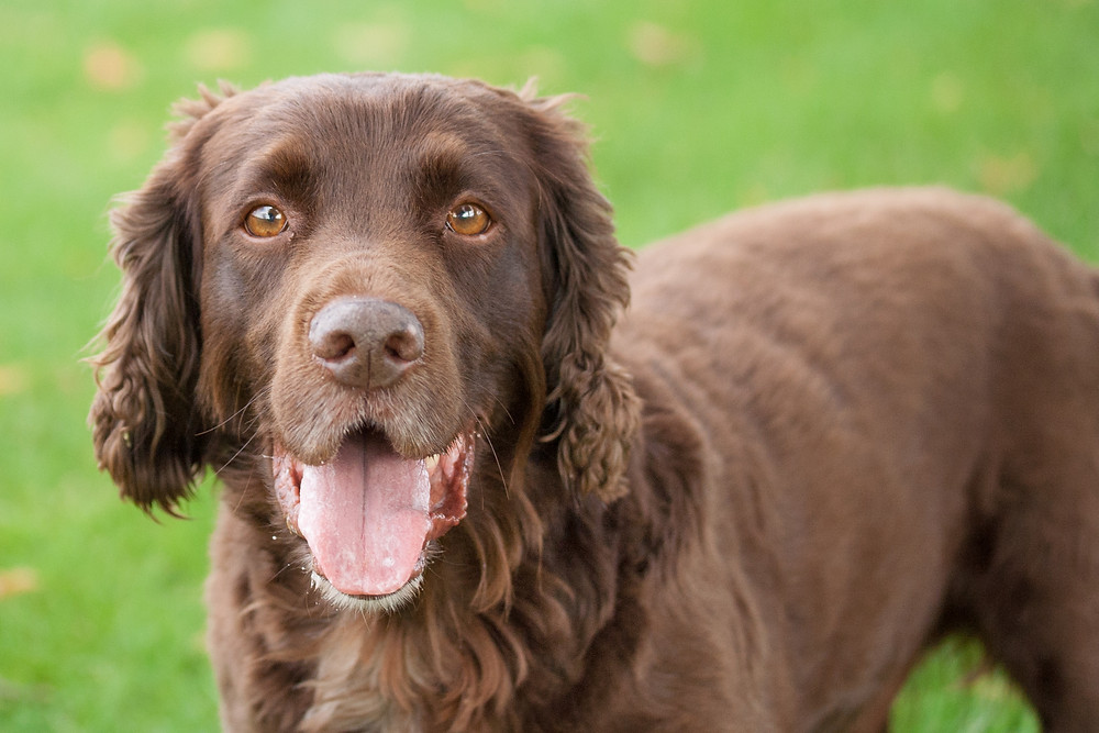 Emma and Edward's Dog, Woody
