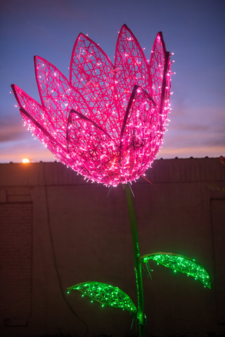 Pink Tulip.jpeg