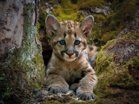 Highways, Inbreeding, and California’s Mountain Lions