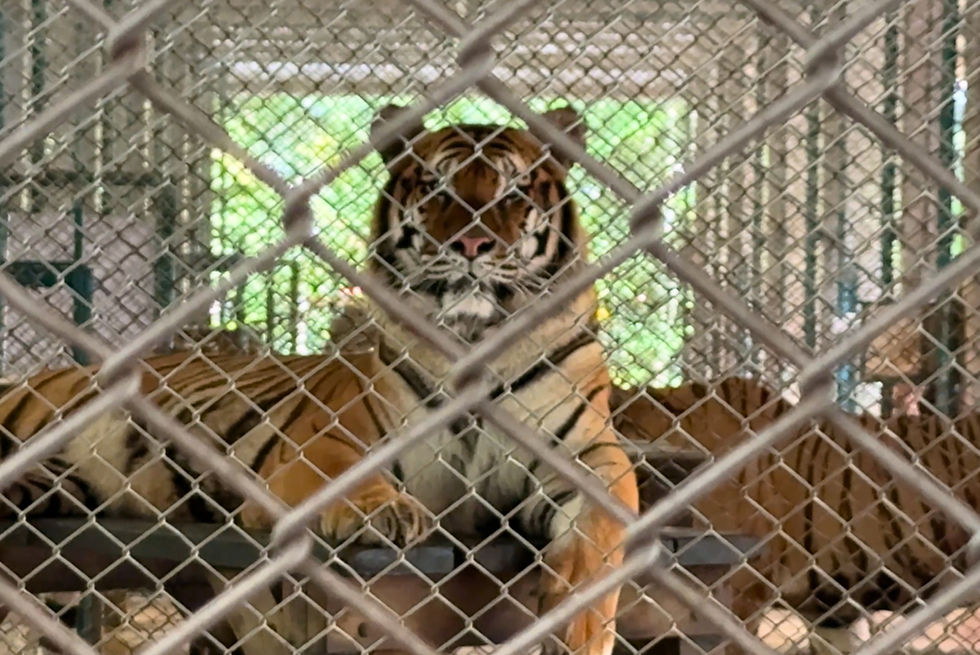 Marriott Faces Scrutiny Over Wildlife Tourism and Egg Sourcing
