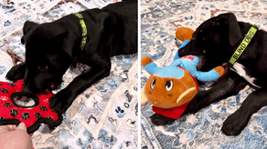 Sweet Ribbet's Second Chance